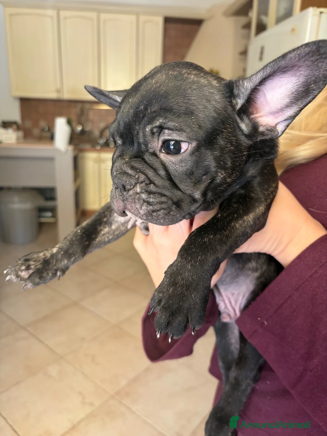 Bulldog Francese cani in vendita: Bulldog Francese  a Libero consorzio comunale di Agrigento - Annuncio 1