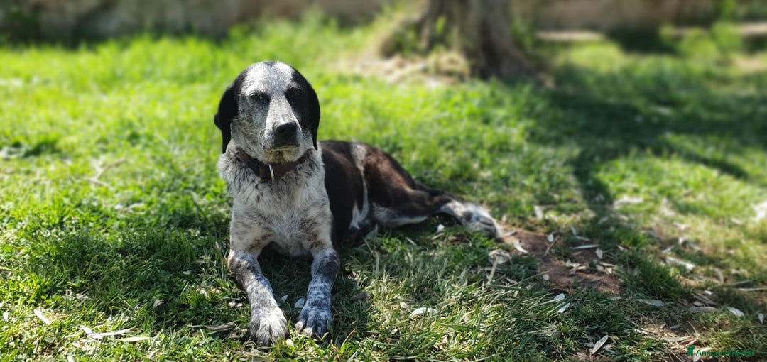 Segugio cani in regalo: VIRGINIA, una timida cagnolina  a Pomezia - Annuncio 3
