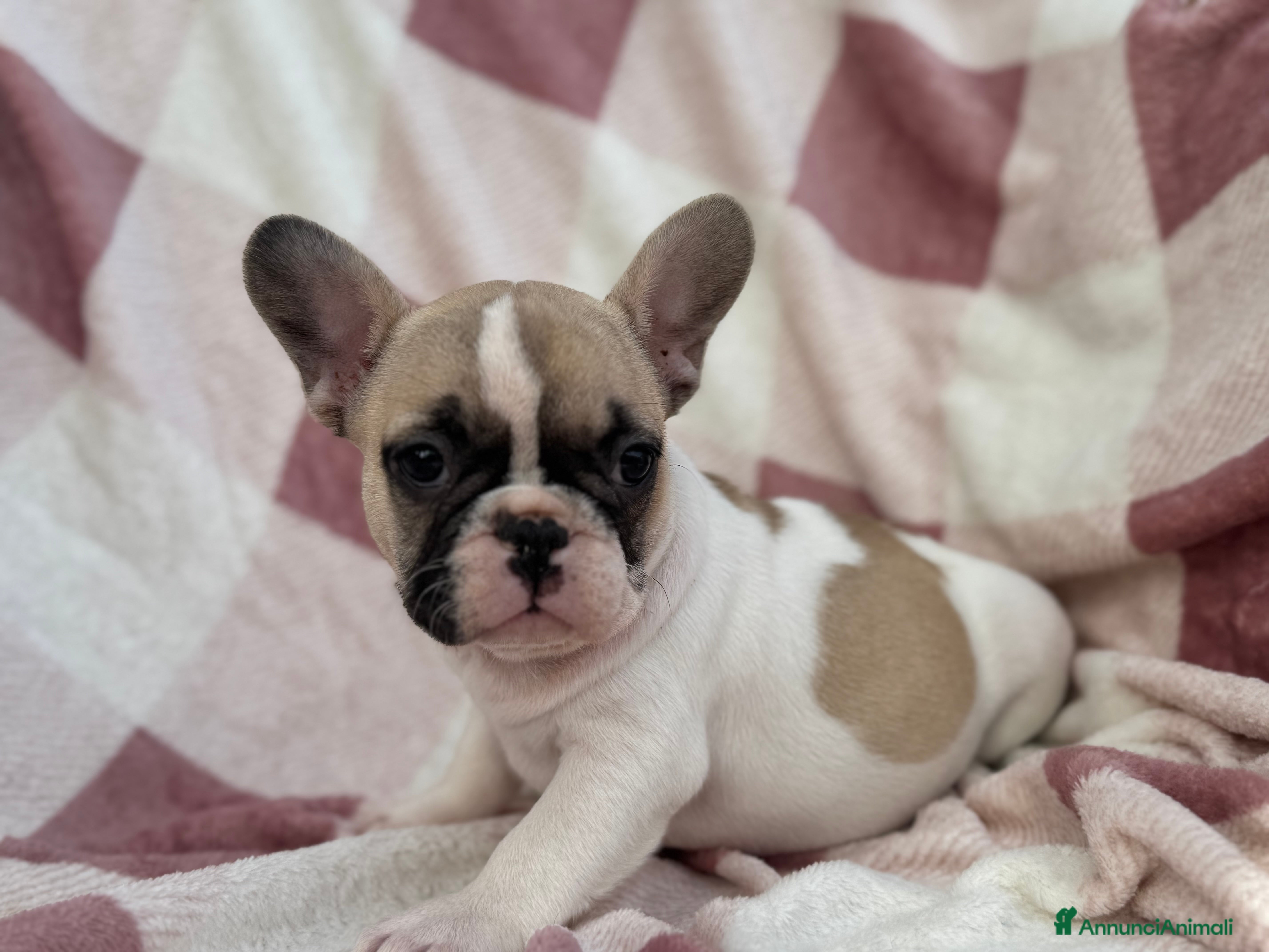 Bulldog Francese cani Cucciola bulldog francese  - Annuncio 5