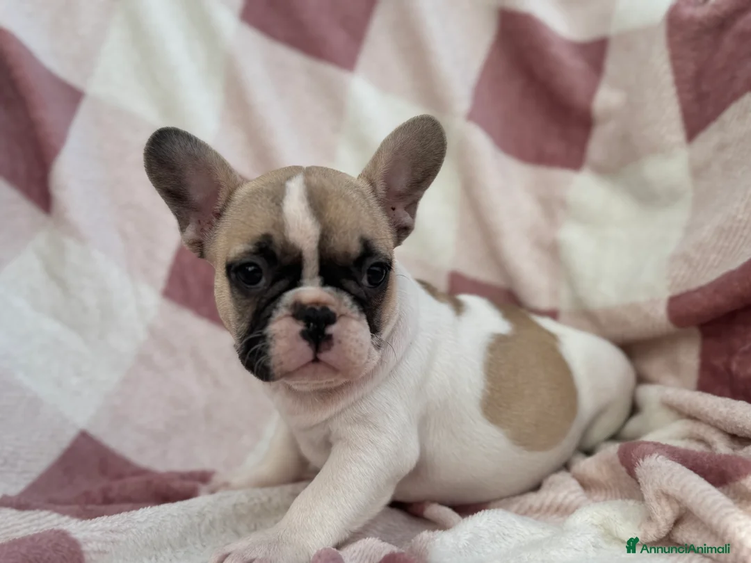 Bulldog Francese cani in vendita: Cucciola bulldog francese  - Annuncio 1