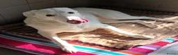 Meticcio cani in regalo: GENNA CERCA CASA - Annuncio 2