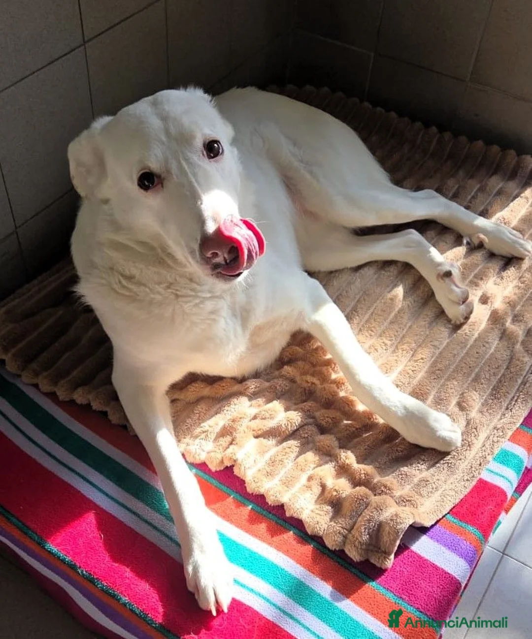 Meticcio cani in regalo: GENNA CERCA CASA - Annuncio 2