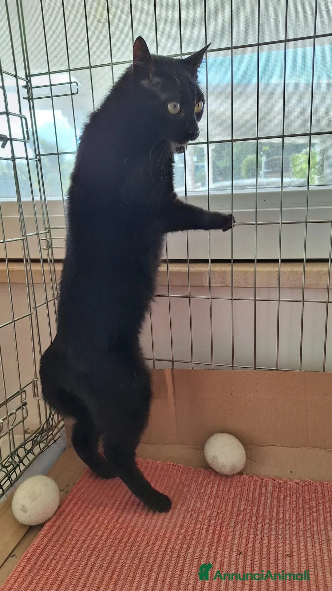 Europeo gatti in regalo: Sofia 6 mesi di dolcezza tutta da conquistare  - Annuncio 7