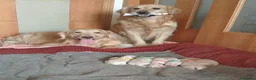 Golden Retriever cani in regalo: Cuccioli di Golden Retriever - Annuncio 2