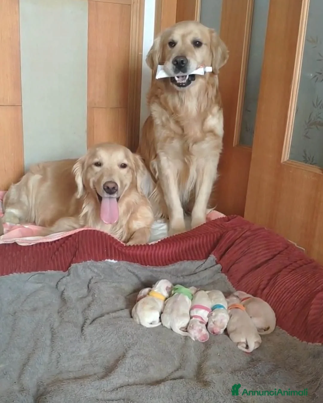 Golden Retriever cani in regalo: Cuccioli di Golden Retriever - Annuncio 2