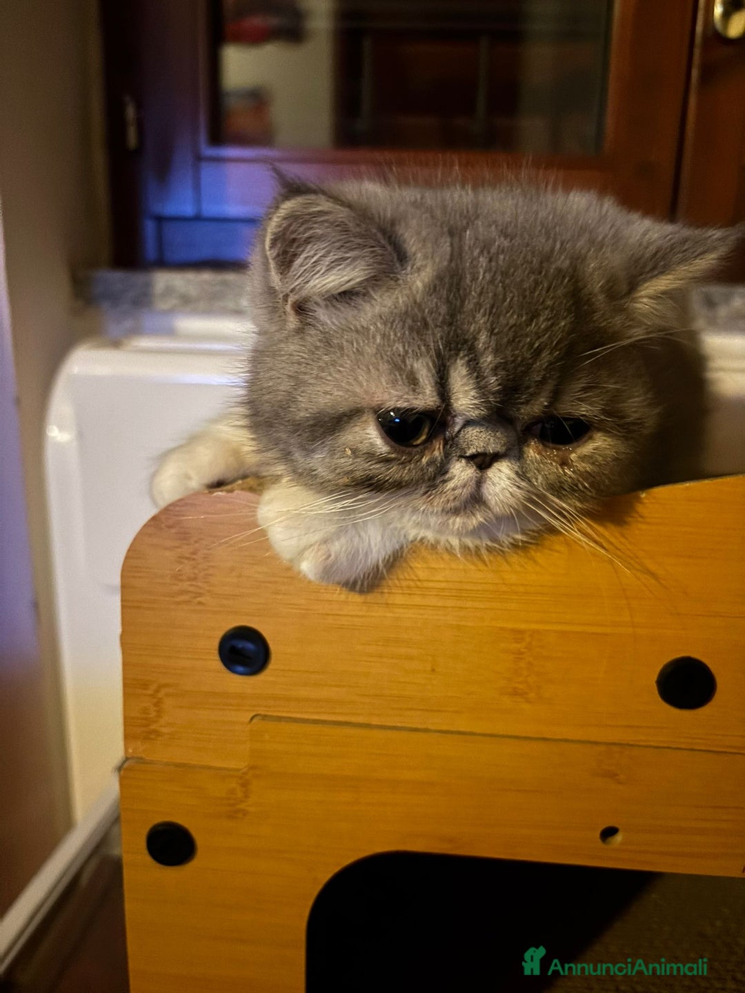 Persiano gatti in vendita: Gattini persiani ed esotici - Annuncio 1