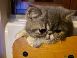 Persiano gatti Gattini persiani ed esotici - Annuncio 4