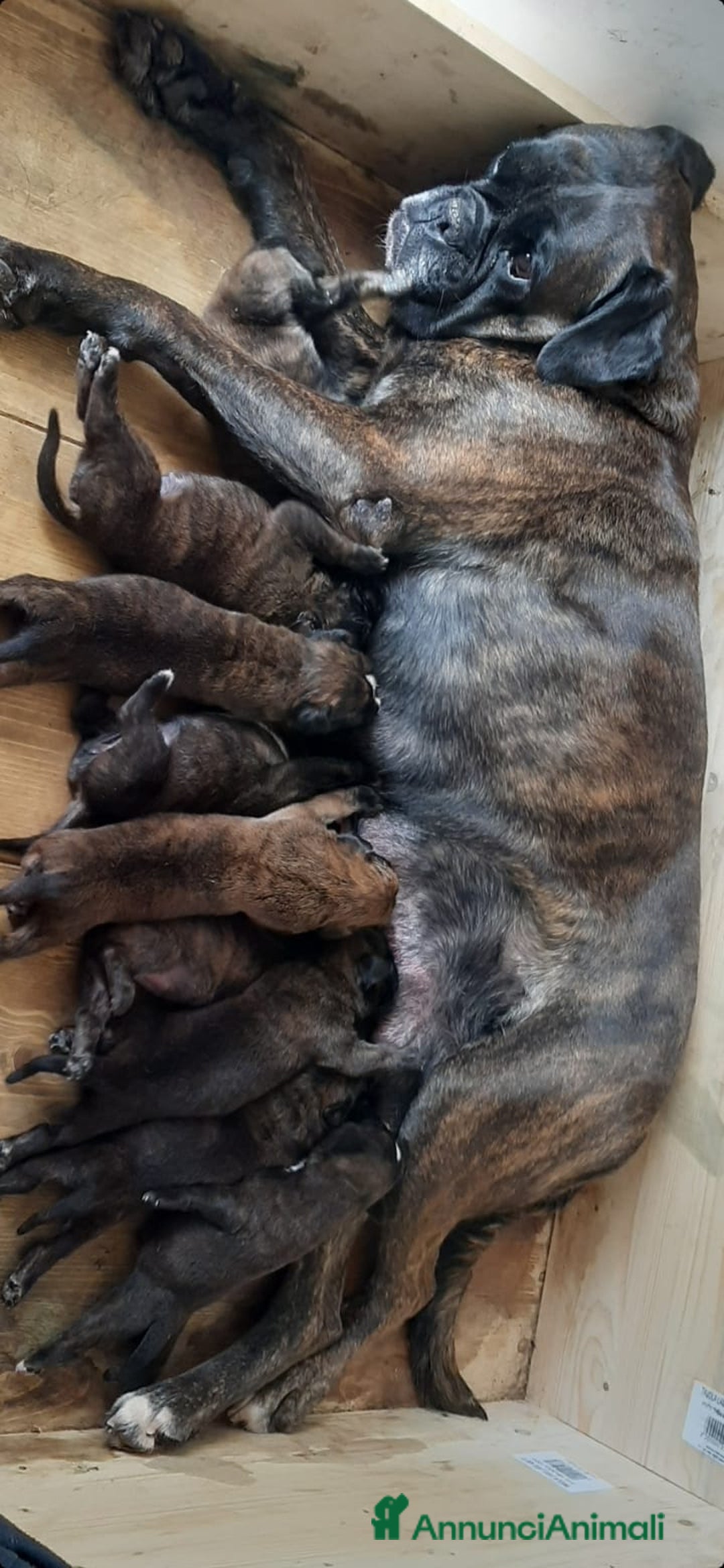 Boxer cani in vendita: boxer cuccioli a Turbigo - Immagine 2