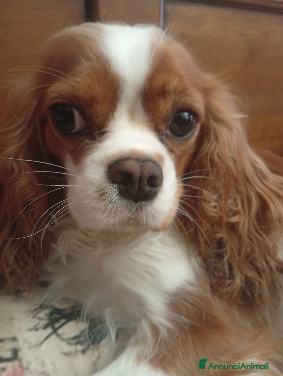 Cavalier King cani in vendita: Cuccioli Cavalier King PEDIGREE CERTIFICAZIONI  - Annuncio 9