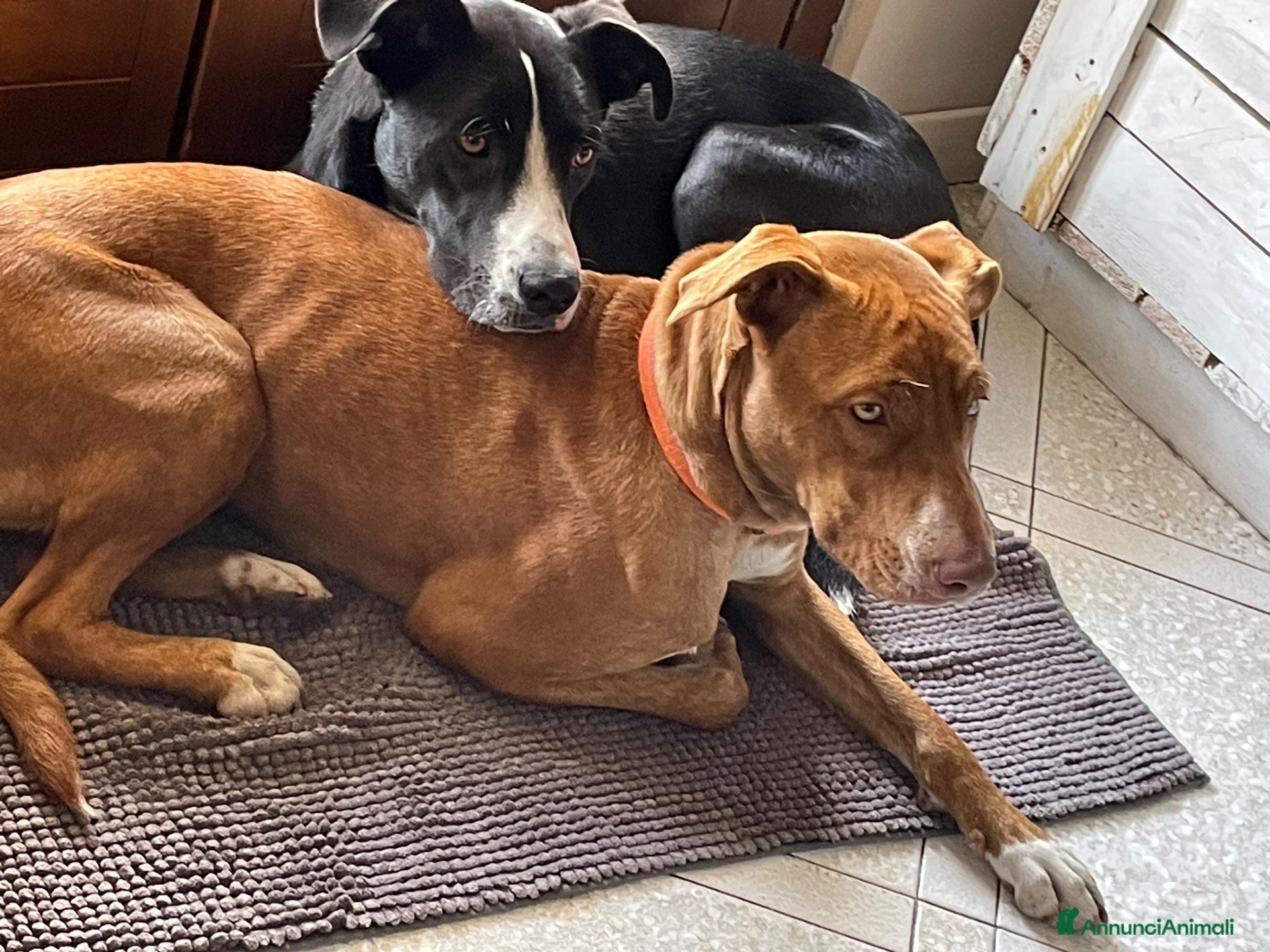 Meticcio cani FLO e Harley  - Annuncio 1