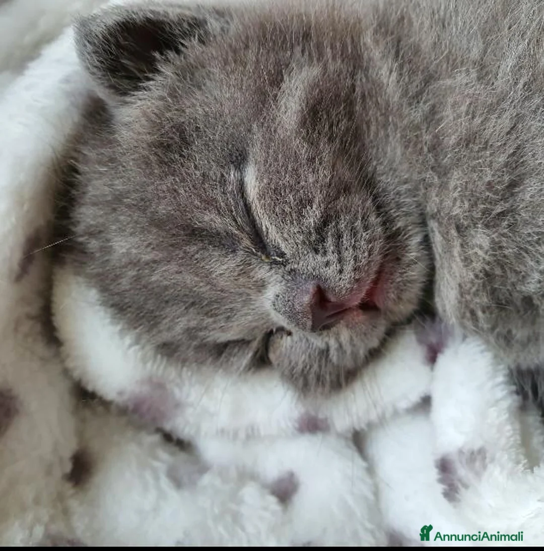 British gatti in vendita: Prenotasi cuccioli di gatto British short hair - Annuncio 4