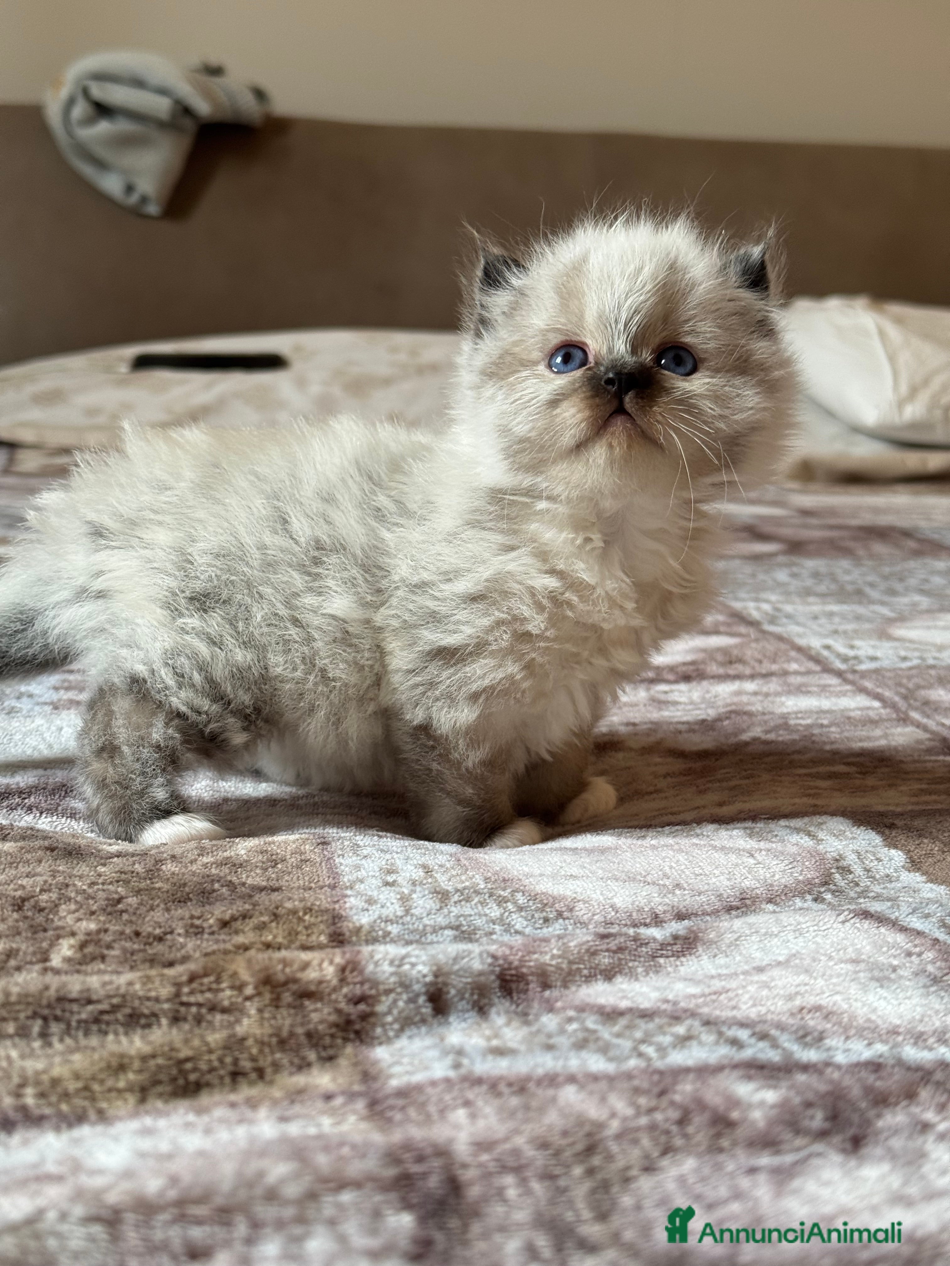 Sacro di Birmania gatti Cucciola Sacro di Birmania con pedigree - Annuncio 11