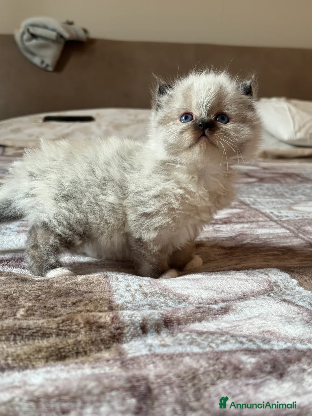 Sacro di Birmania gatti in vendita: Cucciola Sacro di Birmania con pedigree - Annuncio 1