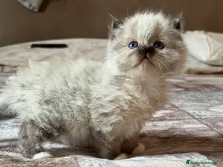 Sacro di Birmania gatti Cucciola Sacro di Birmania con pedigree - Annuncio 11