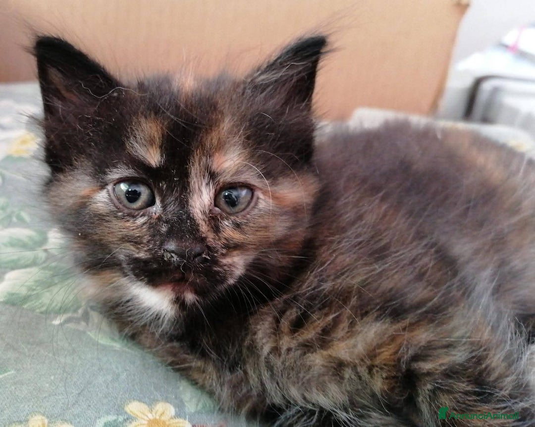Meticcio gatti in regalo: Gattine dolcissime in cerca di casa  a Città metropolitana di Milano - Annuncio 2