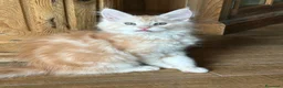 Maine Coon gatti in vendita: Maine Coon  - Annuncio 7