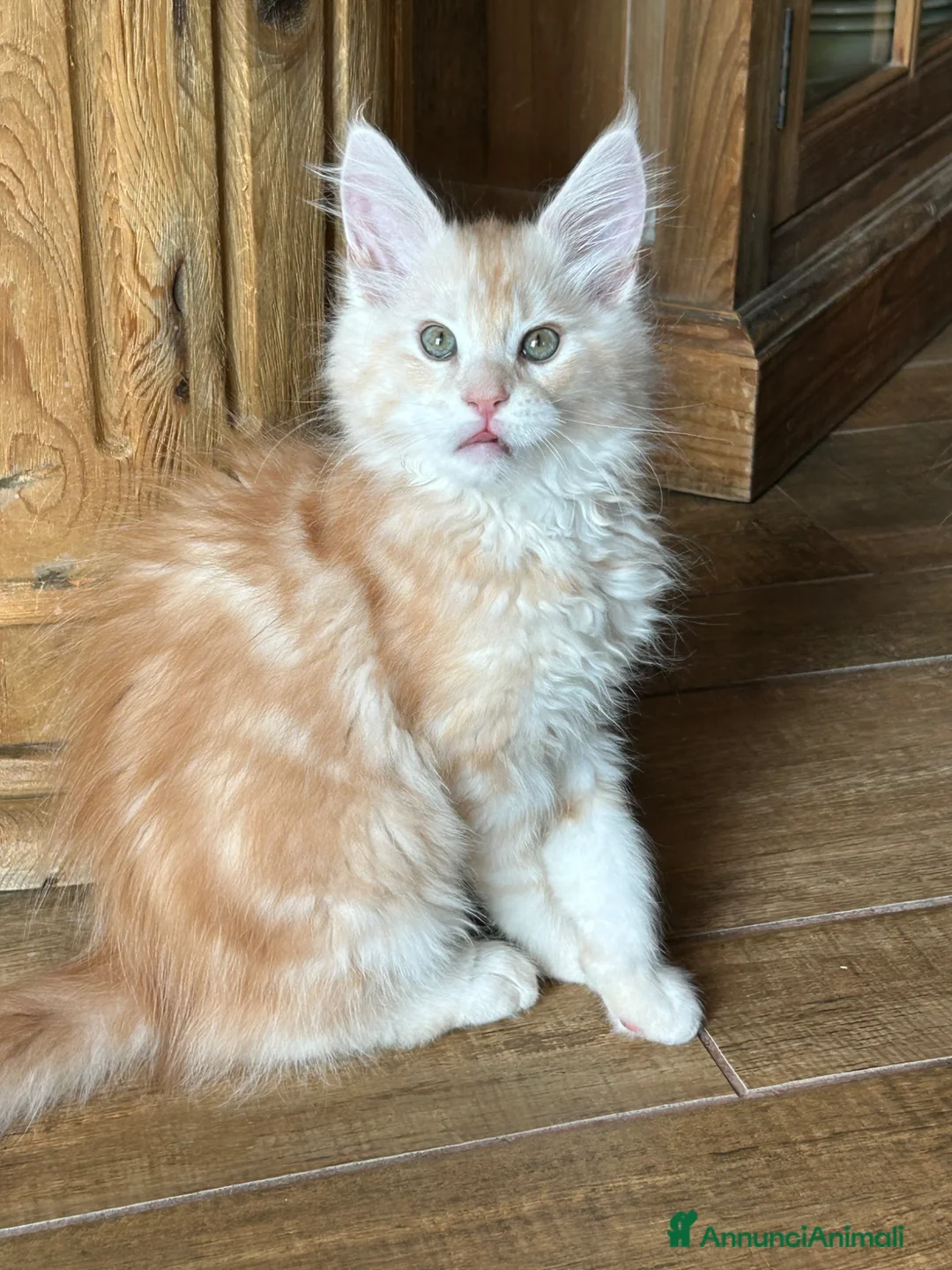 Maine Coon gatti in vendita: Maine Coon  - Annuncio 7