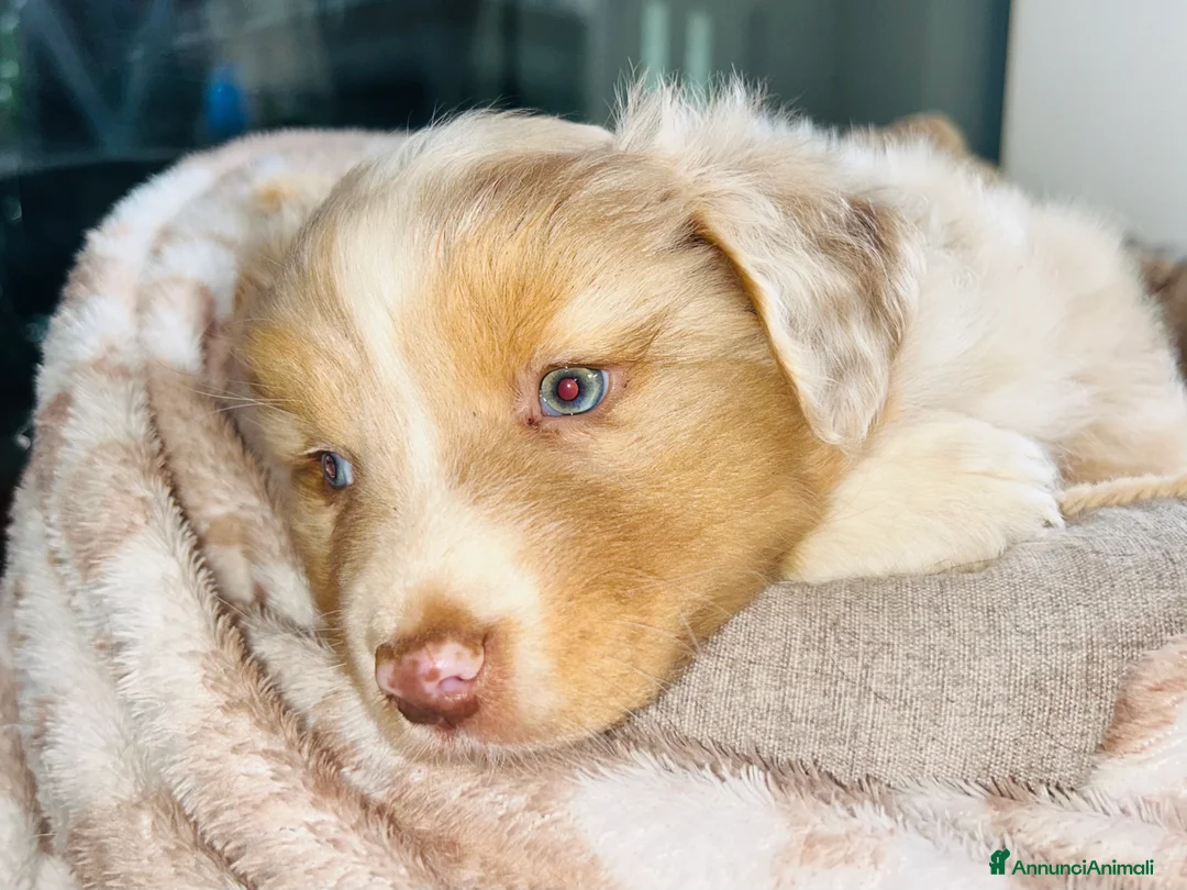 Australian Shepherd cani in vendita: Cucciolo maschio di pastore australiano  - Annuncio 3