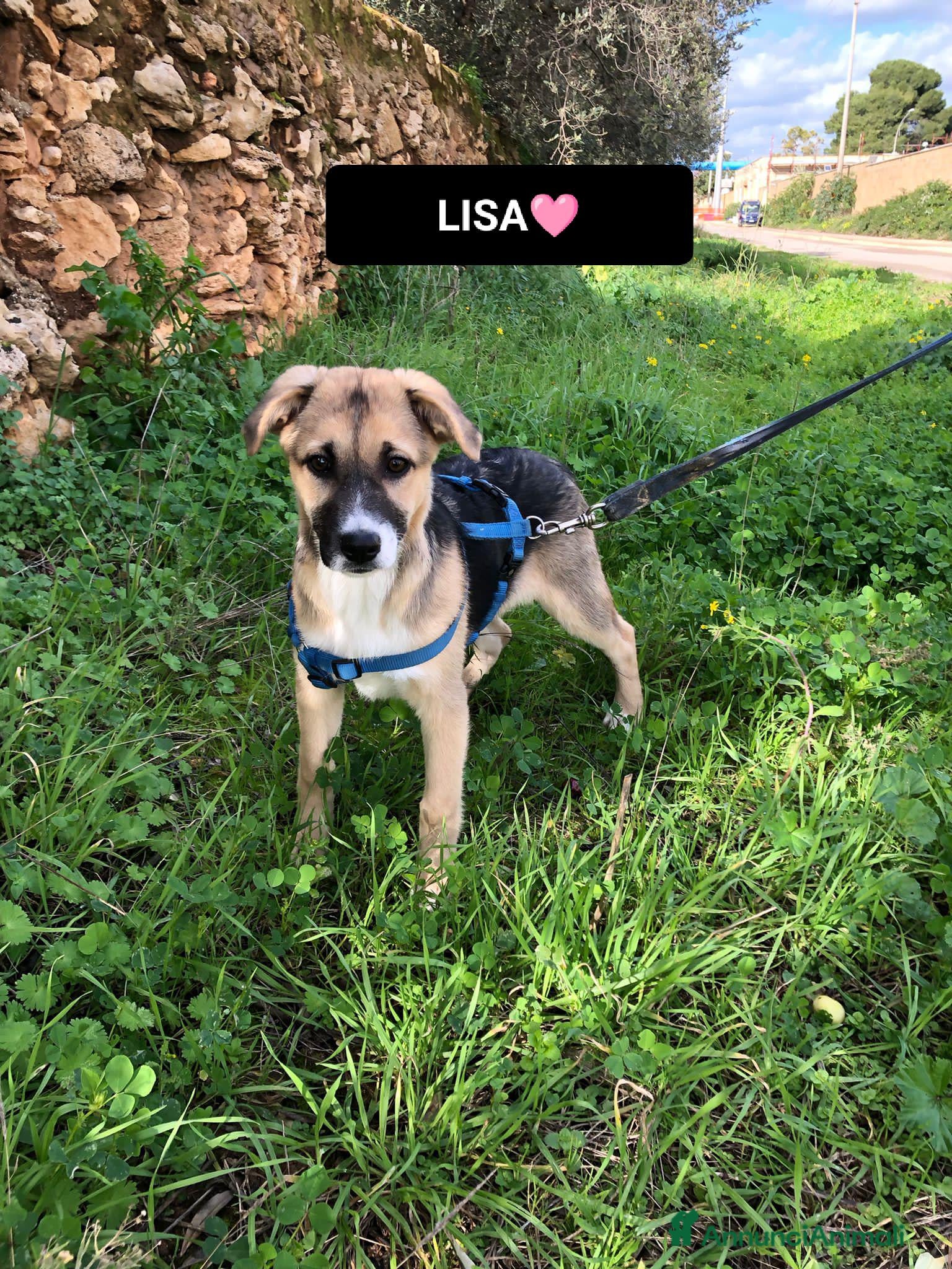 Altre razze cani LISA  - Annuncio 2