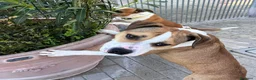 Meticcio cani in regalo: GOLD AMSTAFF - Annuncio 10