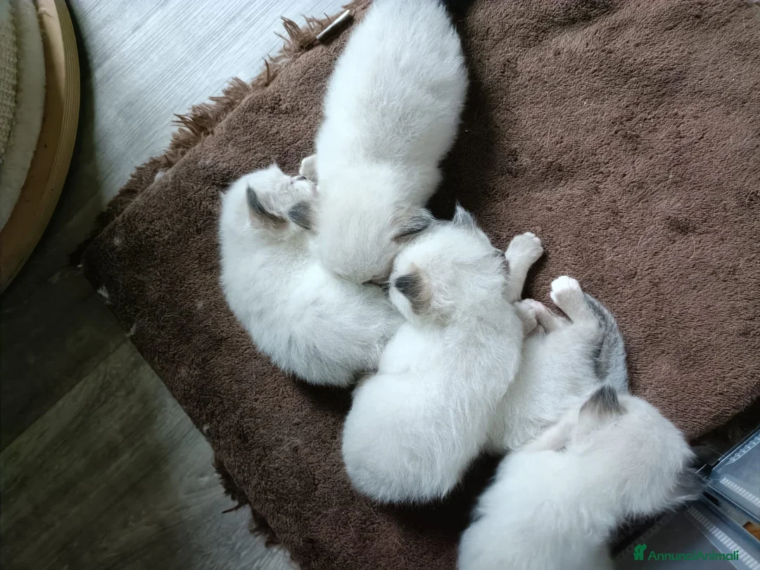 Sacro di Birmania gatti in vendita: Cuccioli Sacro di Birmania disponibili  - Annuncio 2