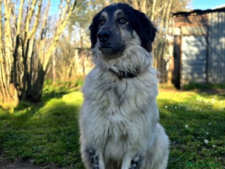 Meticcio cani IL BEL MARZIO HA BISOGNO DI TE - Annuncio 4