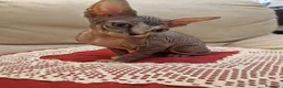 Sphynx gatti in vendita: Cuccioli Pshynx a Provincia di Prato - Annuncio 13