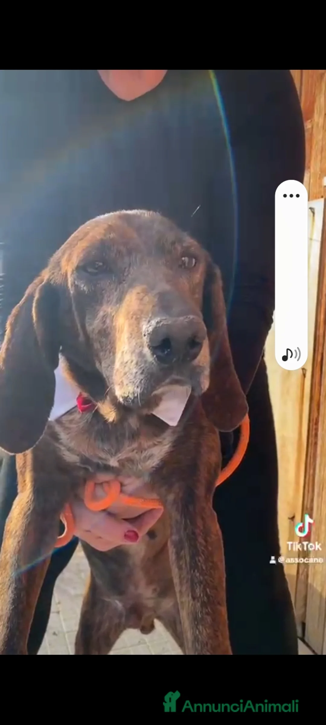 Meticcio cani in regalo: Carlo Segugio 5anni marroncino bello e buono.SICIL - Annuncio 8