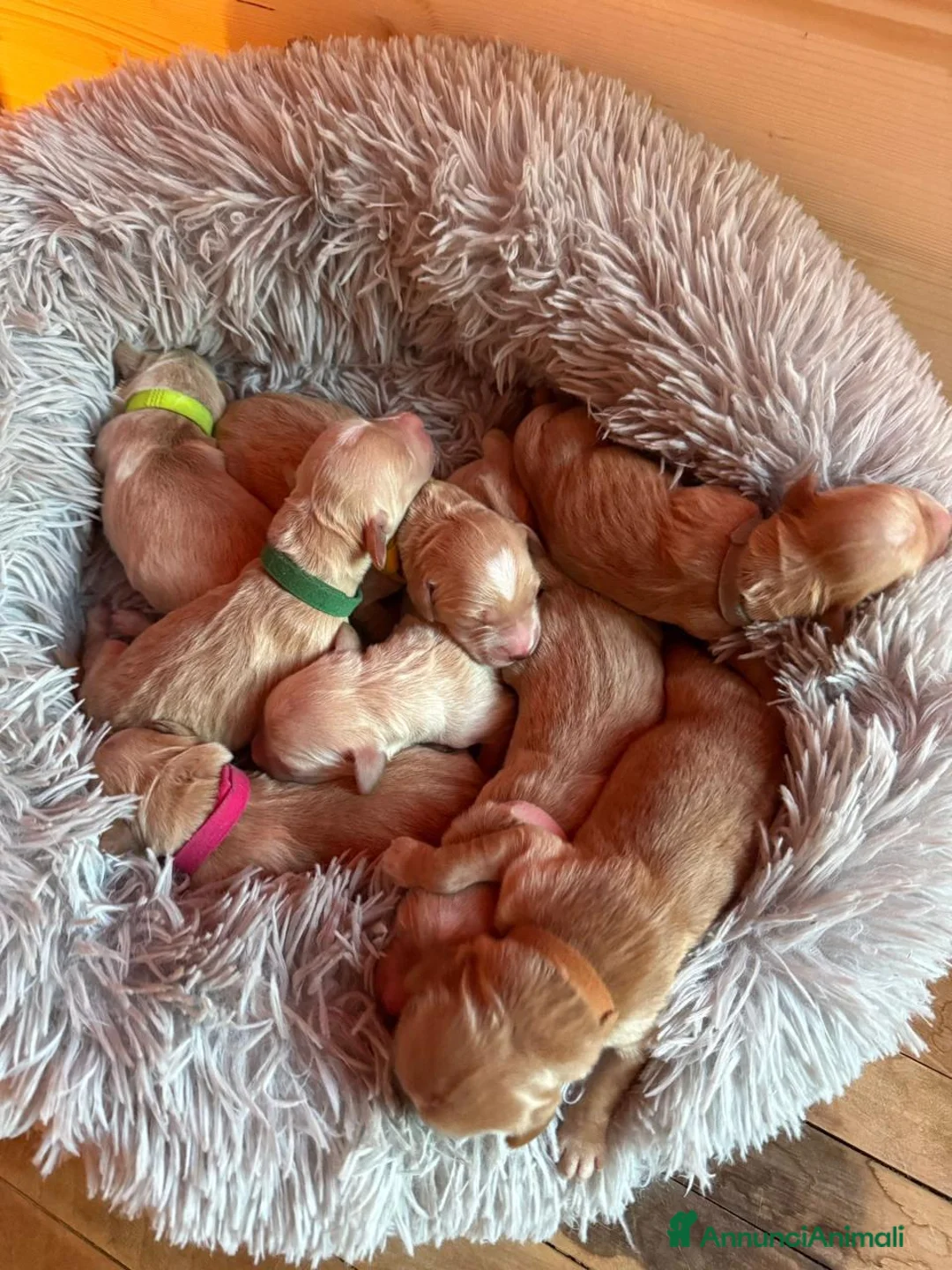 Golden Retriever cani in vendita: Cuccioli di Golden Retriever disponibili - Annuncio 4