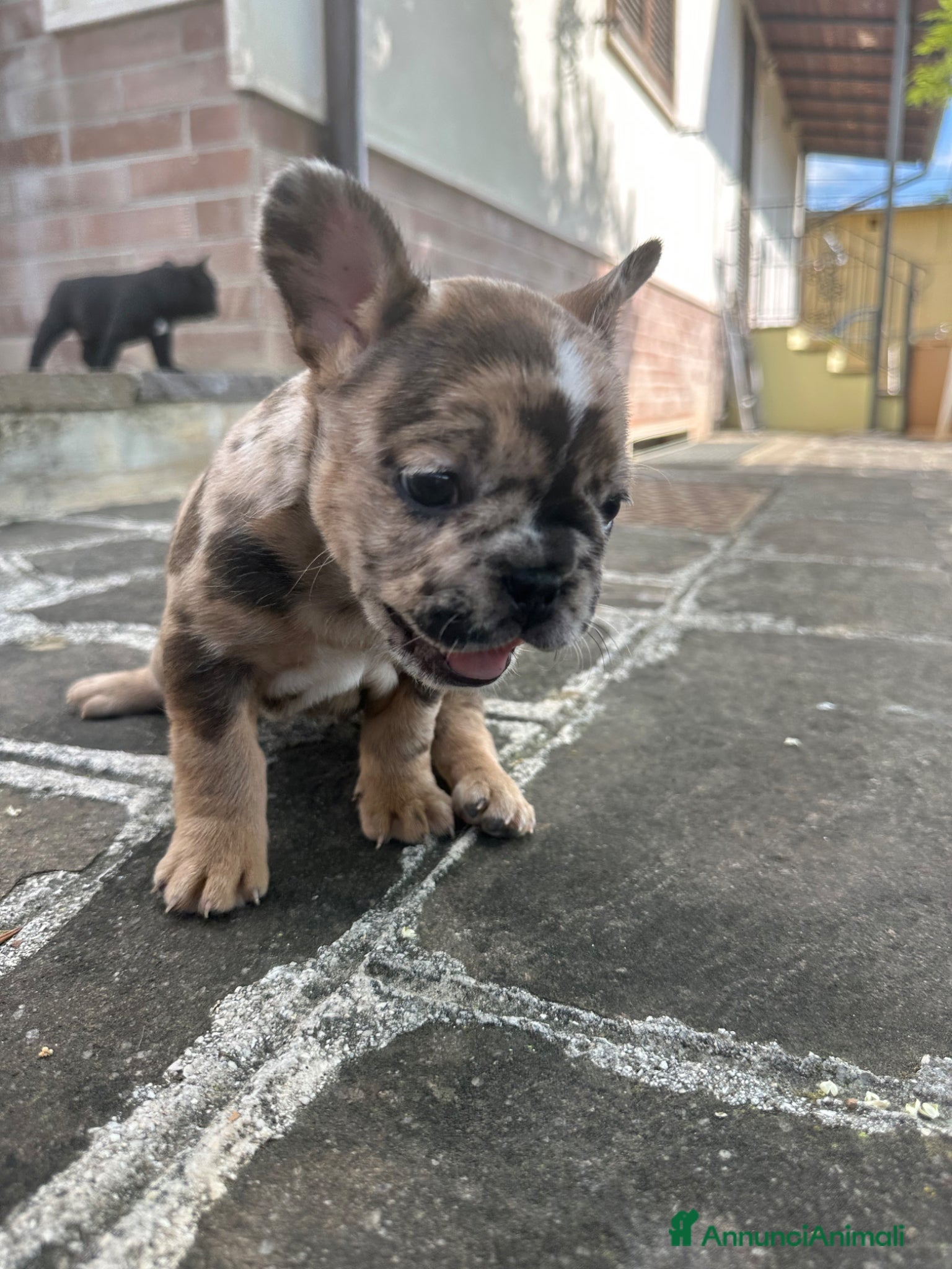 Bulldog Francese cani in vendita: bulldog francese blue occhi celesti, merlè, 2 nere - Annuncio 12
