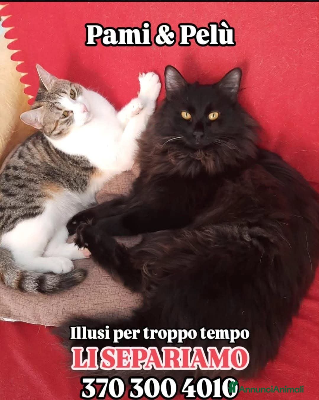 Europeo gatti PAMY E PELU - Annuncio 6