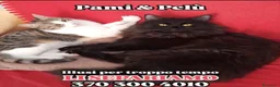 Europeo gatti in regalo: PAMY E PELU - Annuncio 1