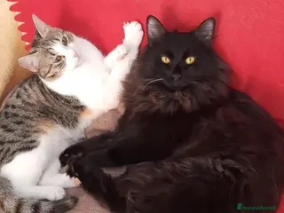 Europeo gatti PAMY E PELU - Annuncio 6