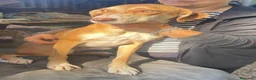 Meticcio cani in regalo: Wendy si sta spegnendo in un box - Annuncio 4
