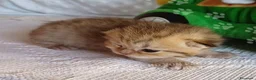 Scottish gatti in vendita: Cuccioli Scottish Fold e Straight a Provincia di Reggio Emilia - Annuncio 40