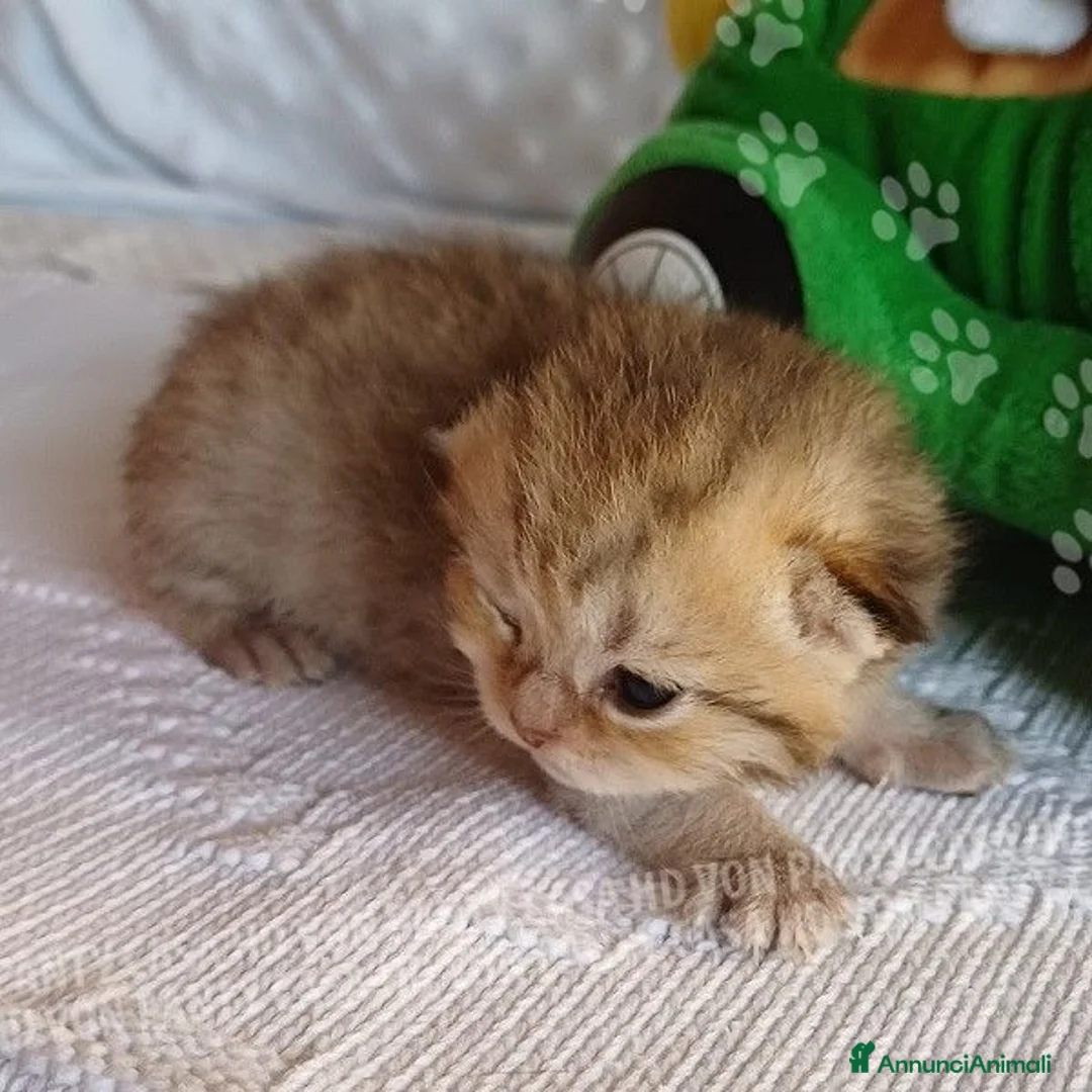 Scottish gatti in vendita: Cuccioli Scottish Fold e Straight a Provincia di Reggio Emilia - Annuncio 40