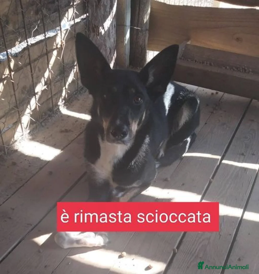 Meticcio cani in regalo: TRUDY buona con tutti! Non interessa più - Annuncio 1