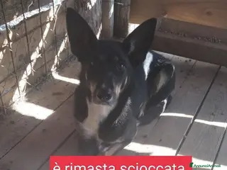 Meticcio cani TRUDY buona con tutti! Non interessa più - Annuncio 19