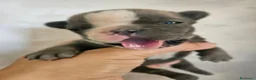 Bulldog Francese cani in vendita: Bulldog francese  a Città Metropolitana di Napoli - Annuncio 8