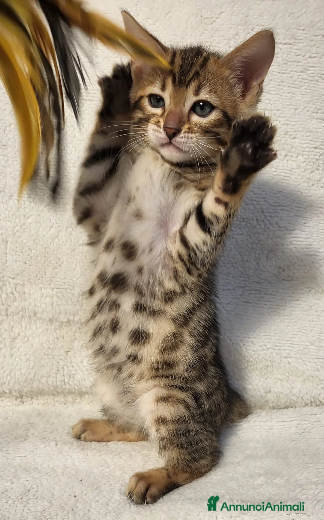 Immagine della galleria {{count}}