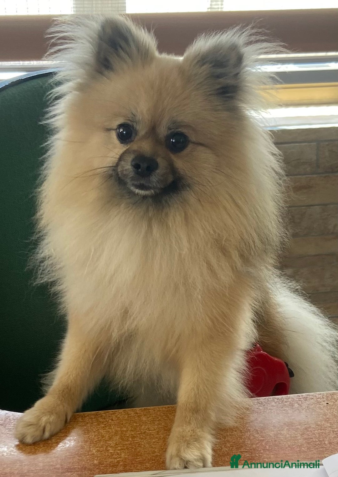Spitz cani per accoppiamento: Spitz tedesco piccolo a Provincia di Caserta - Immagine 2