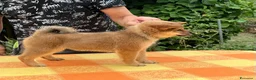 Shiba Inu cani in vendita: Shiba inu - Annuncio 3