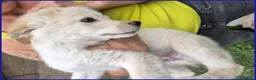 Meticcio cani in regalo: HUMMUS DOLCE CUCCIOLO 2 MESI, BUONISSIMO E COCCOLO - Annuncio 4