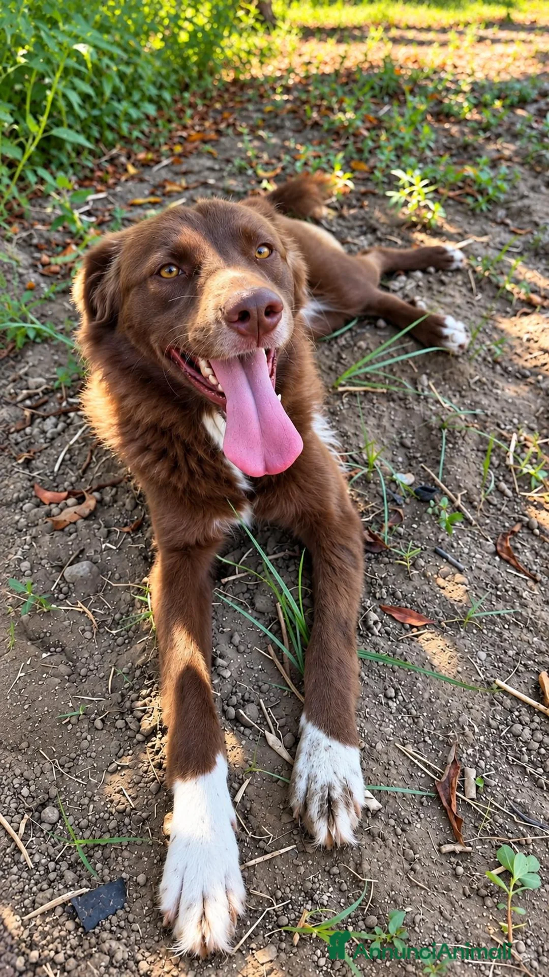 Meticcio cani in regalo: Arabelle, taglia media! (25kg) - Annuncio 1
