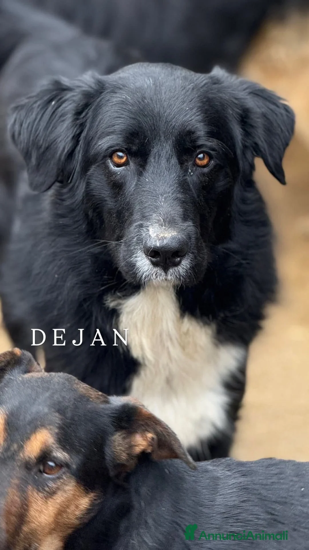 Meticcio cani in regalo: DEJAN, affettuosissimo cagnolone di taglia GRANDE - Annuncio 7