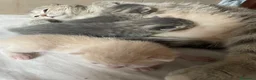 Scottish gatti in vendita: Cuccioli di gatto scottish/british a Provincia di Sondrio - Annuncio 4