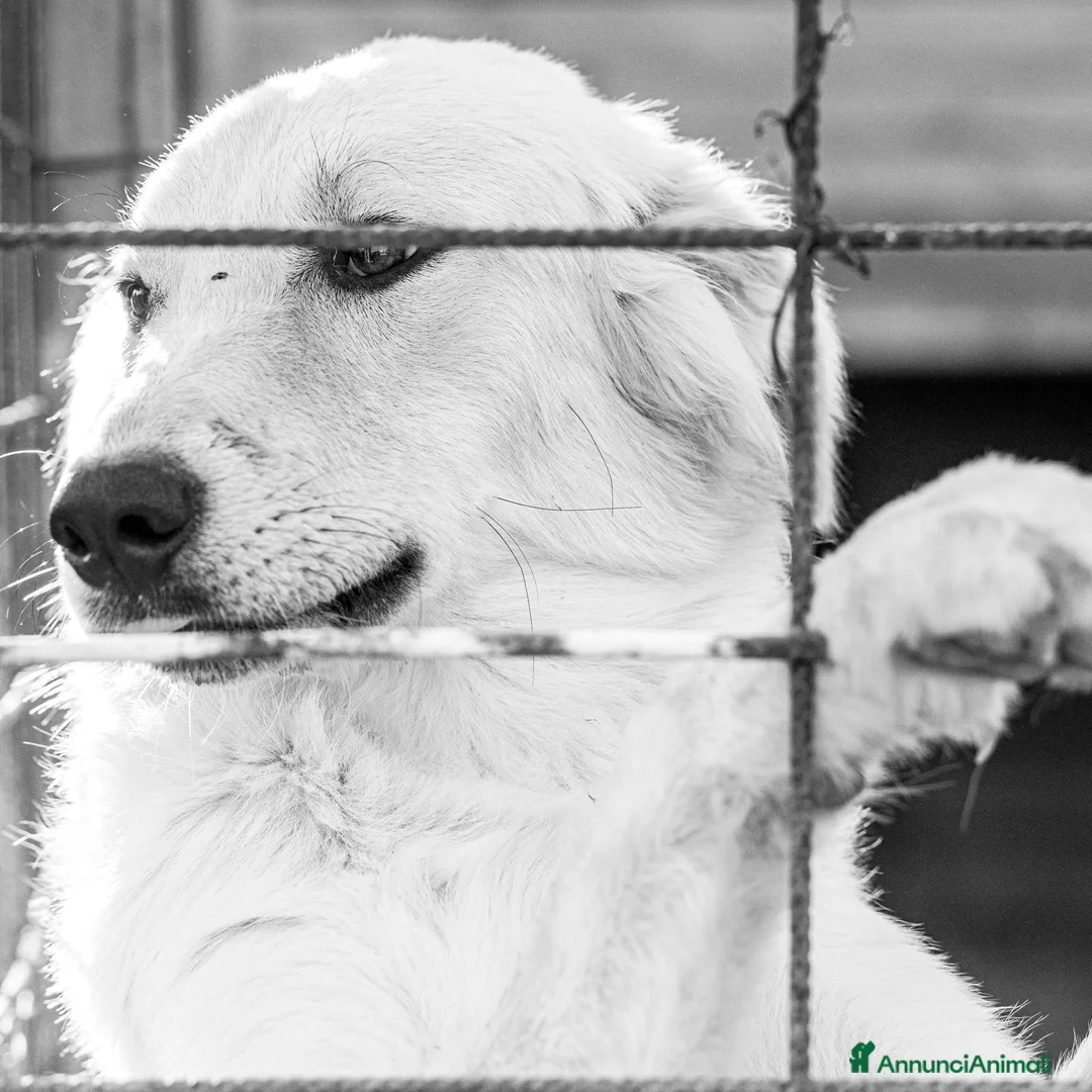 Meticcio cani in regalo: Shiro e Scooby troppo belli ma sfortunati!NAPOLI a Città Metropolitana di Milano - Annuncio 1