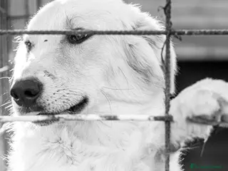 Meticcio cani Shiro e Scooby troppo belli ma sfortunati!NAPOLI a Città Metropolitana di Milano - Annuncio 30