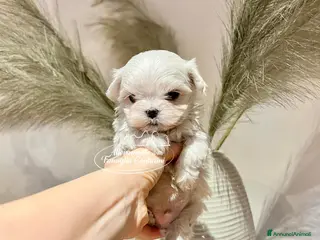 Maltese cani MALTESI COREANI TOY CON PEDIGREE ENCI - Annuncio 9