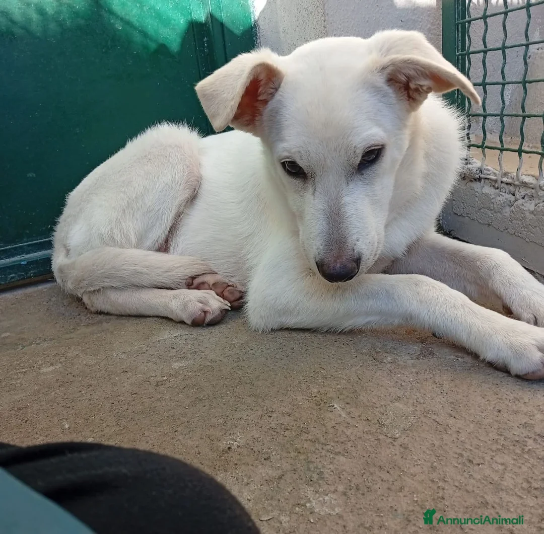 Meticcio cani in regalo: Kira 7mesi trovata pelle ed ossa,in canile.COSENZA - Annuncio 3